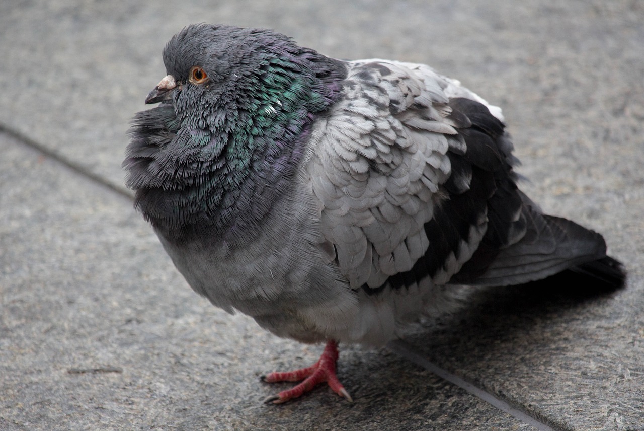bird feather pigeon free photo