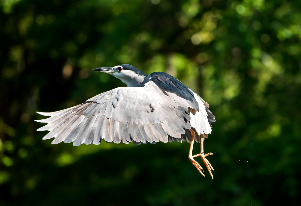 bird wildlife nature free photo