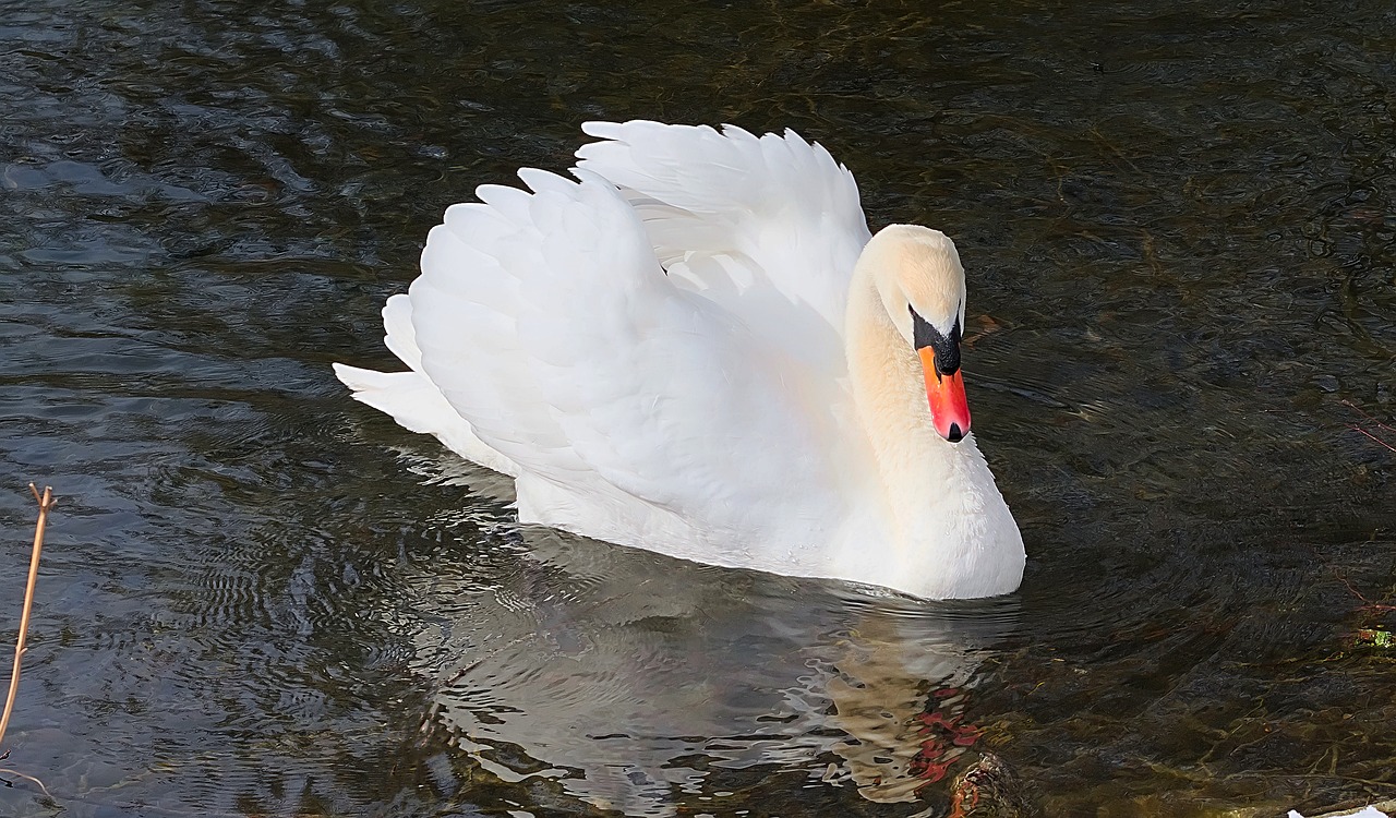 bird waters nature free photo