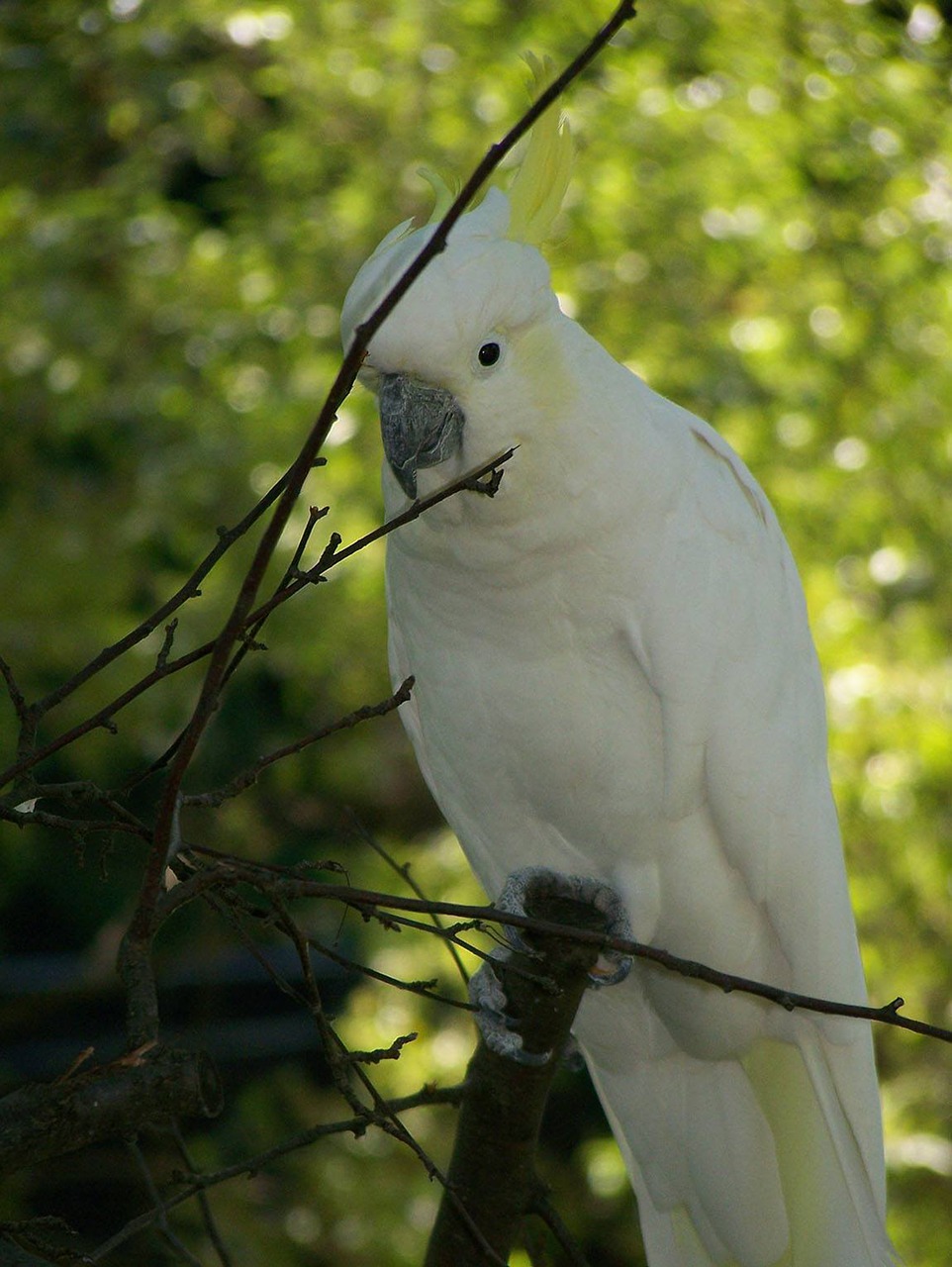 bird green animal free photo