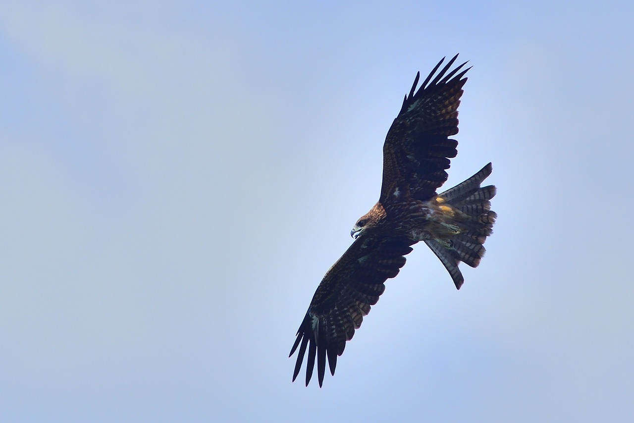 bird wildlife bird of prey free photo