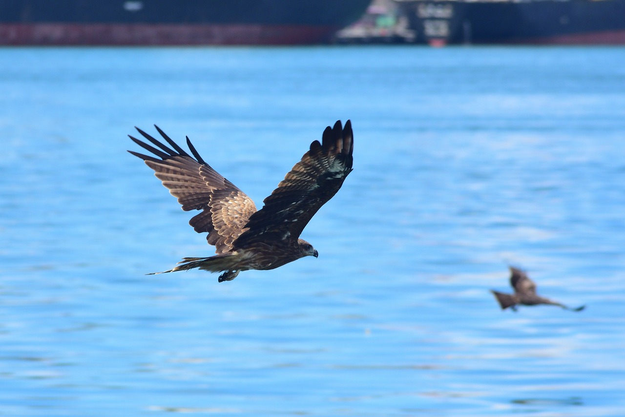 bird wildlife waters free photo