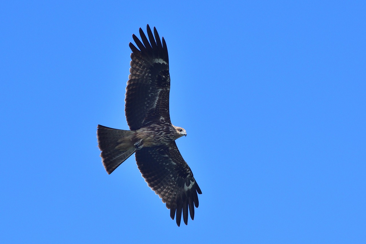 bird wildlife bird of prey free photo