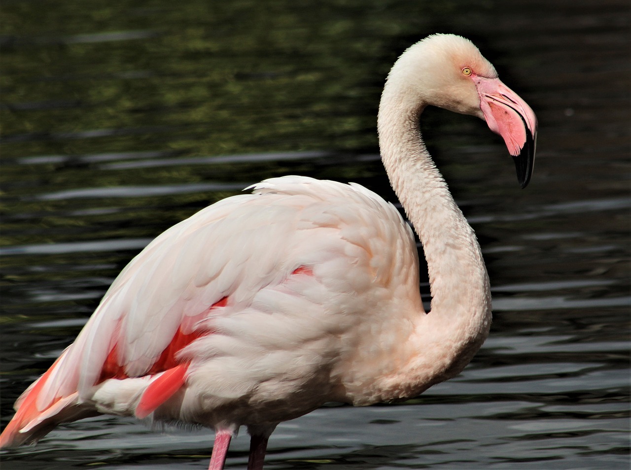 bird feather wildlife free photo