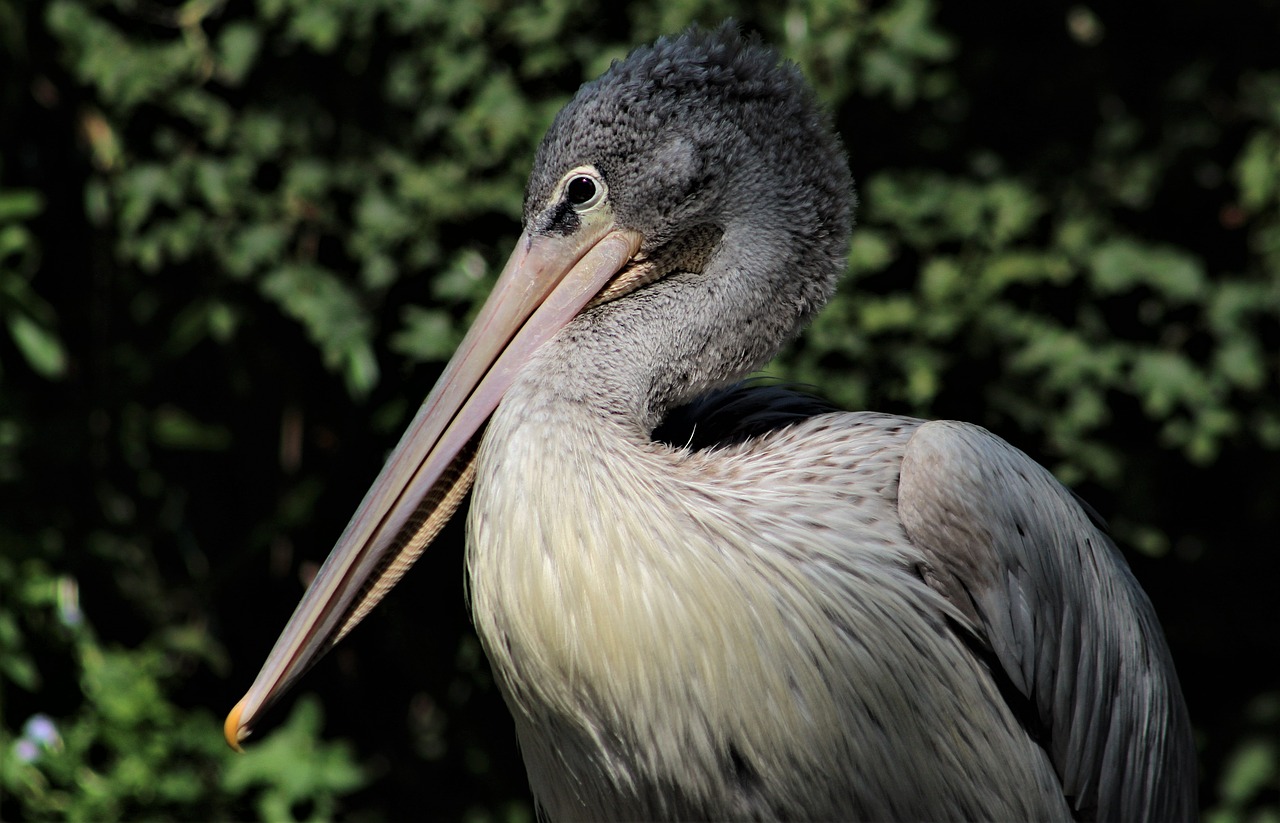 bird wildlife nature free photo