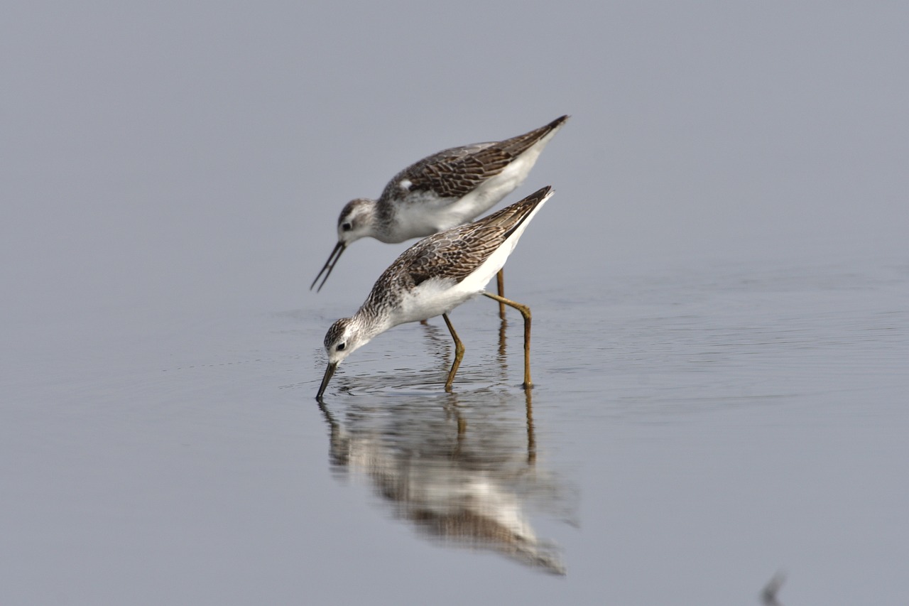 bird wild animals swamp free photo