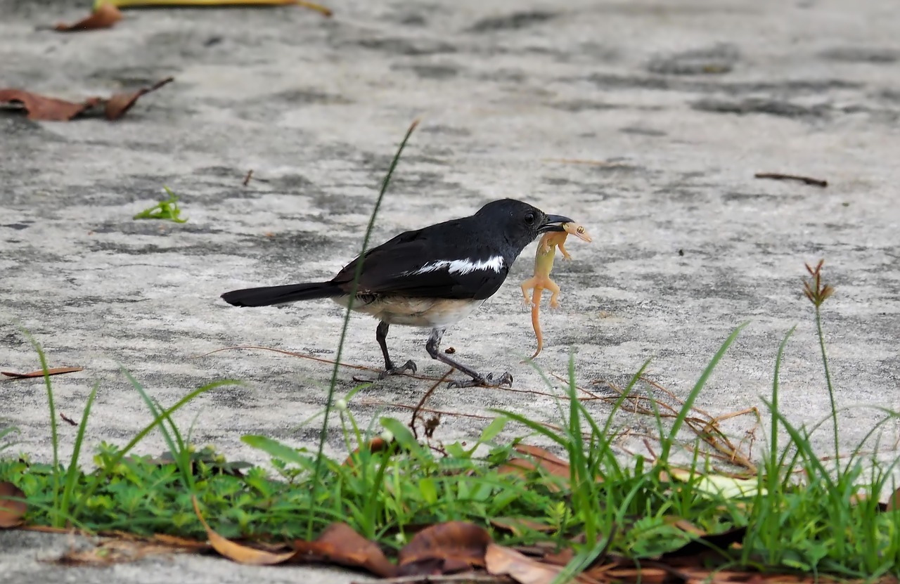 bird wildlife nature free photo