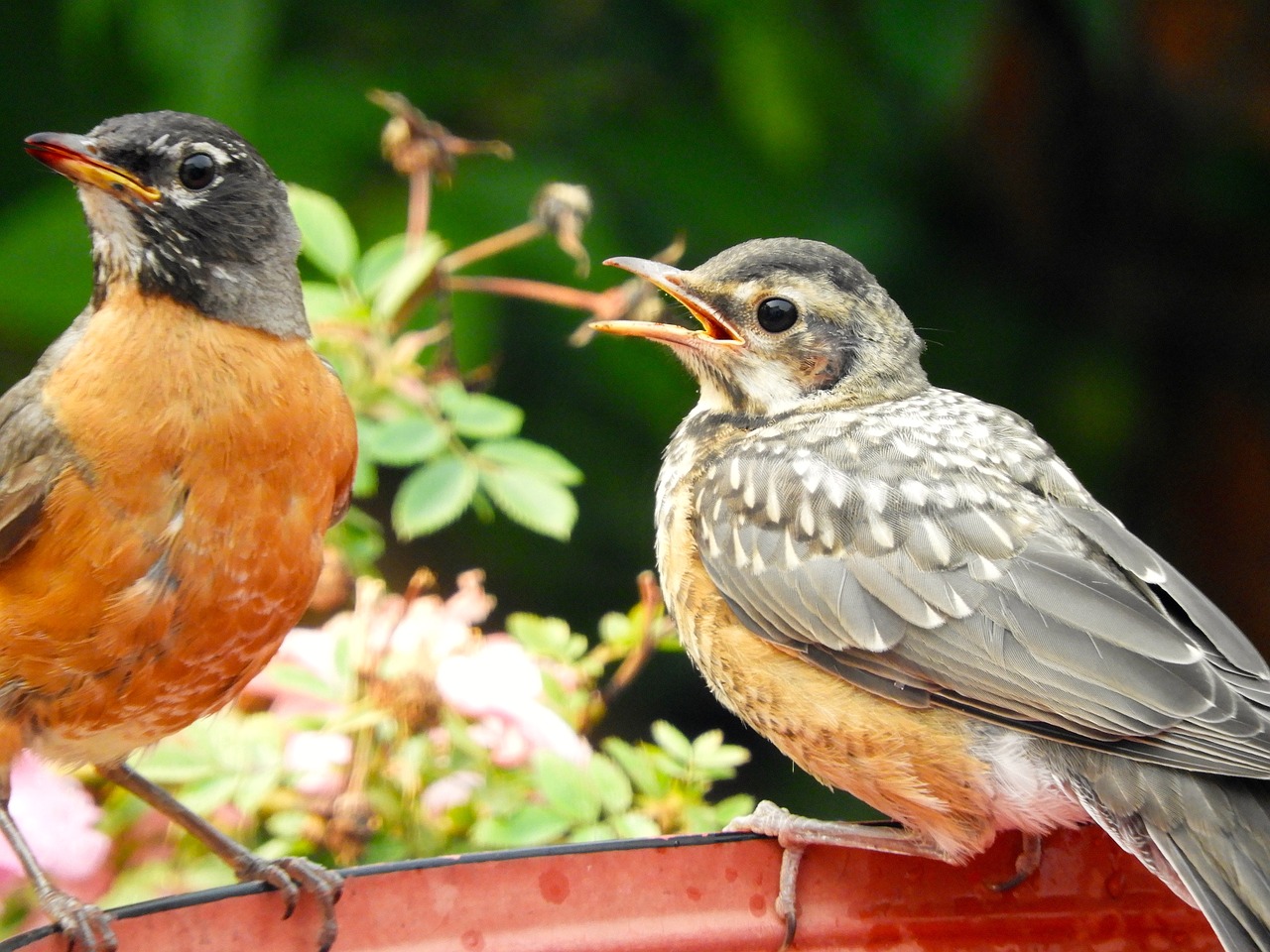 bird wildlife nature free photo