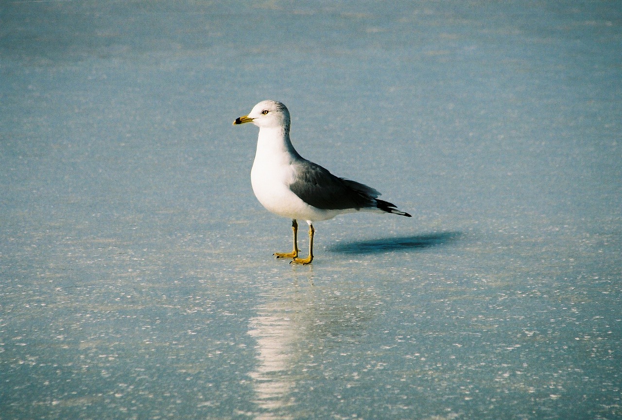 bird water sea free photo