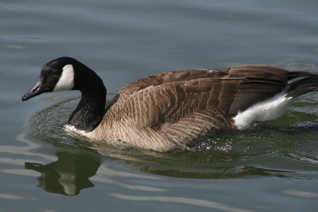 bird duck goose free photo