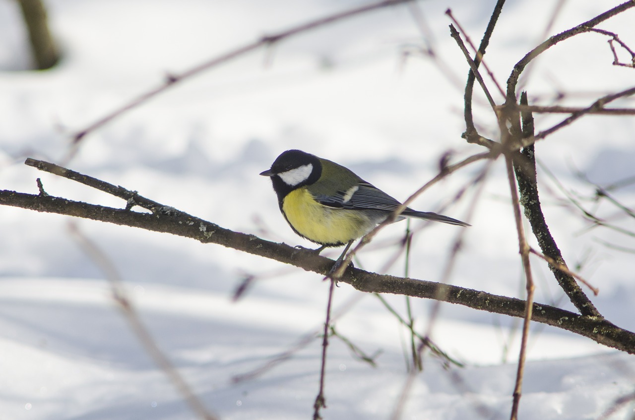 bird nature living nature free photo