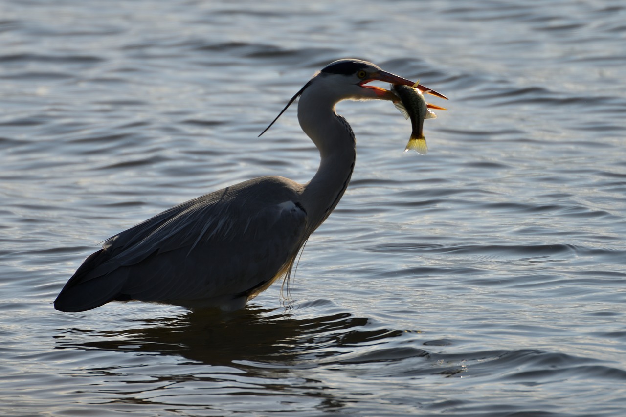 bird wild animals waters free photo