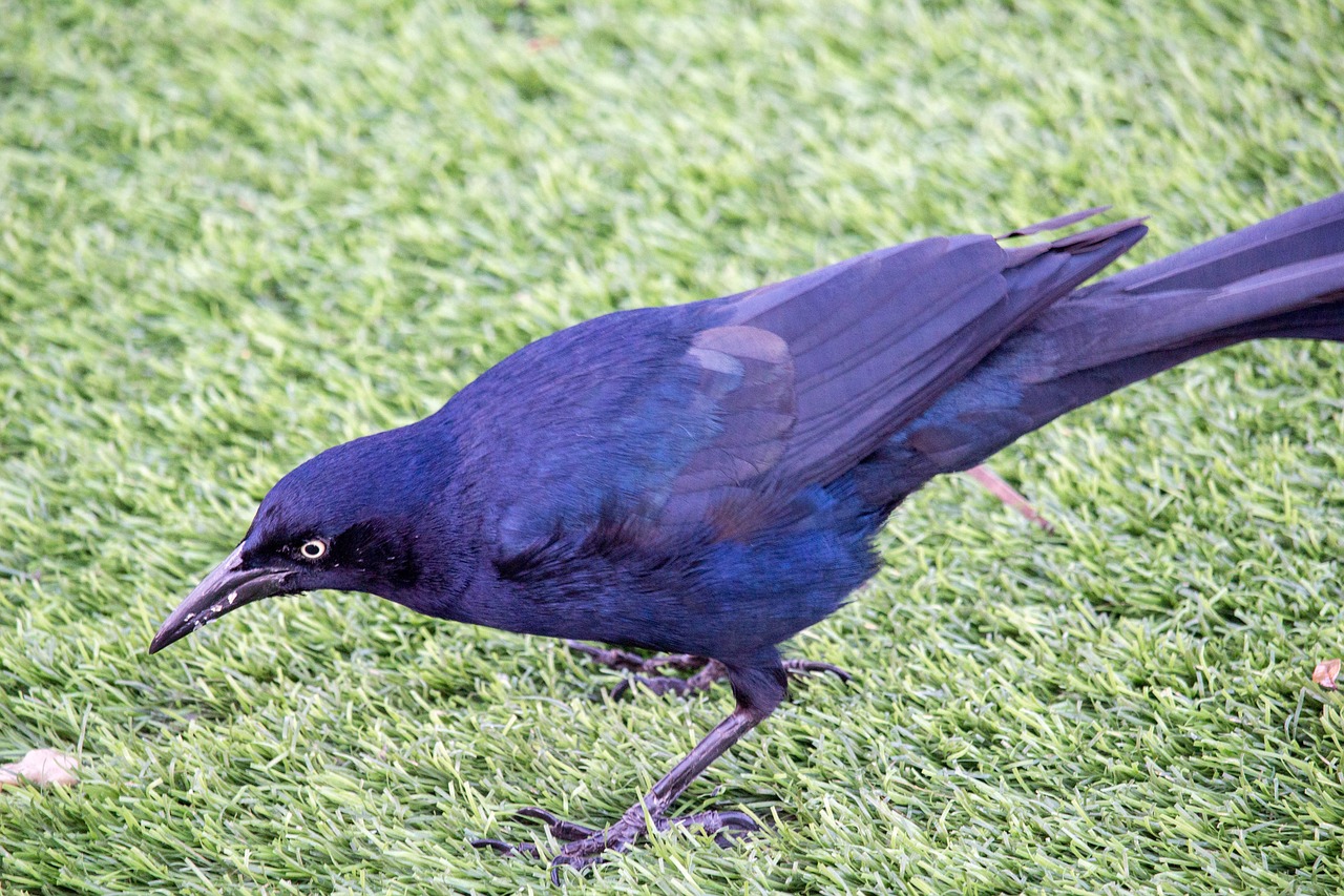 bird nature grass free photo