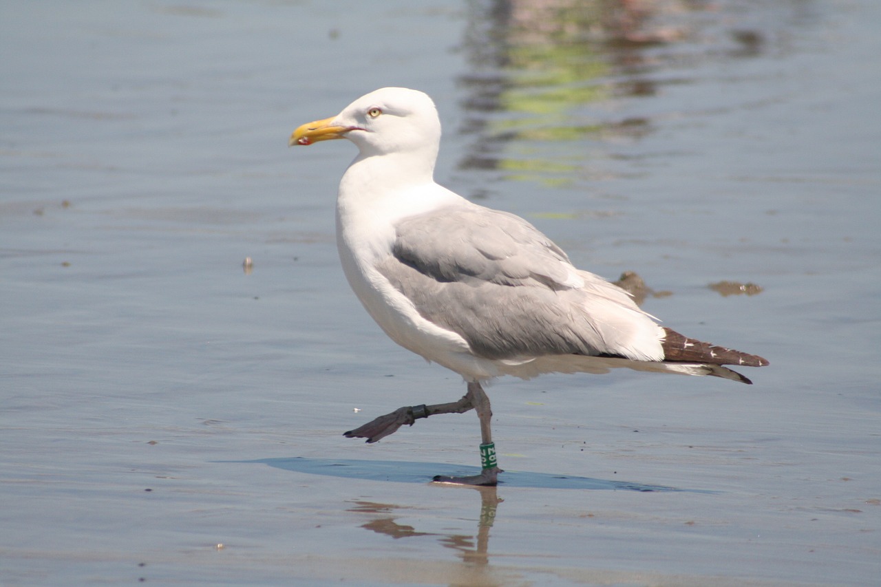 bird wildlife water free photo