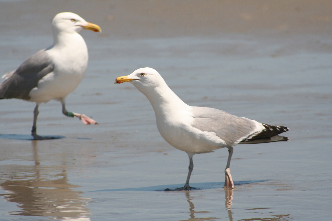 bird seagulls wildlife free photo