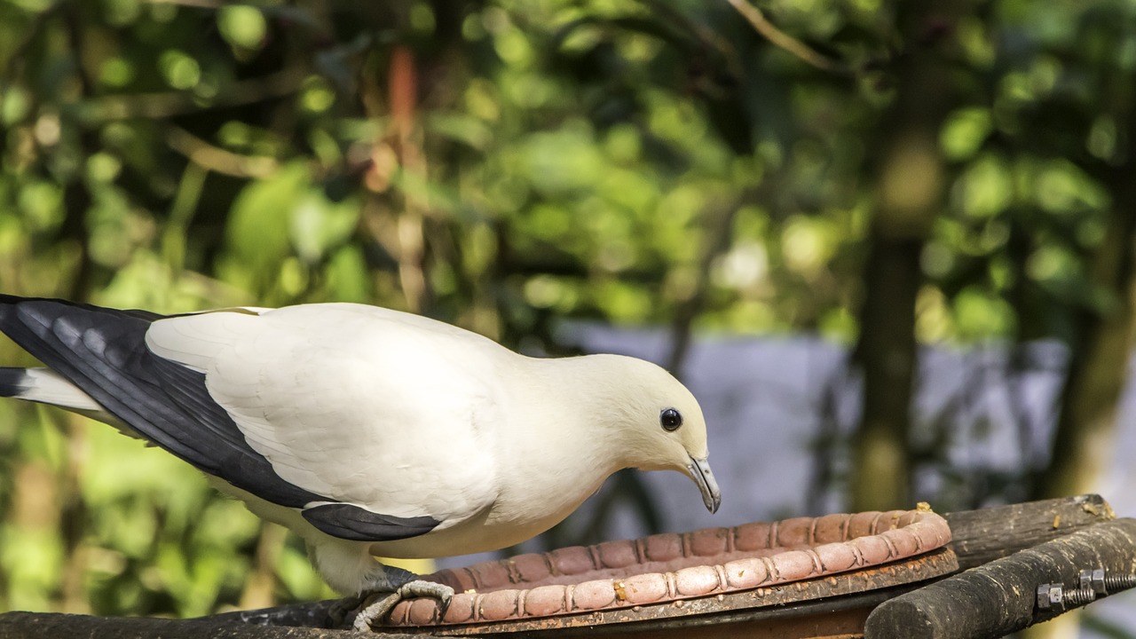 bird nature wildlife free photo