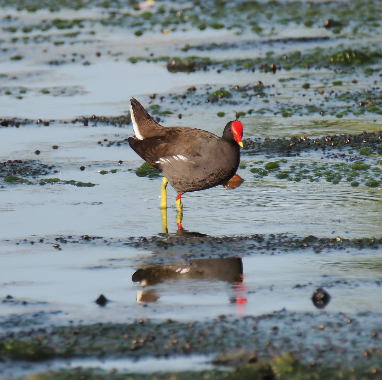 bird wildlife water free photo