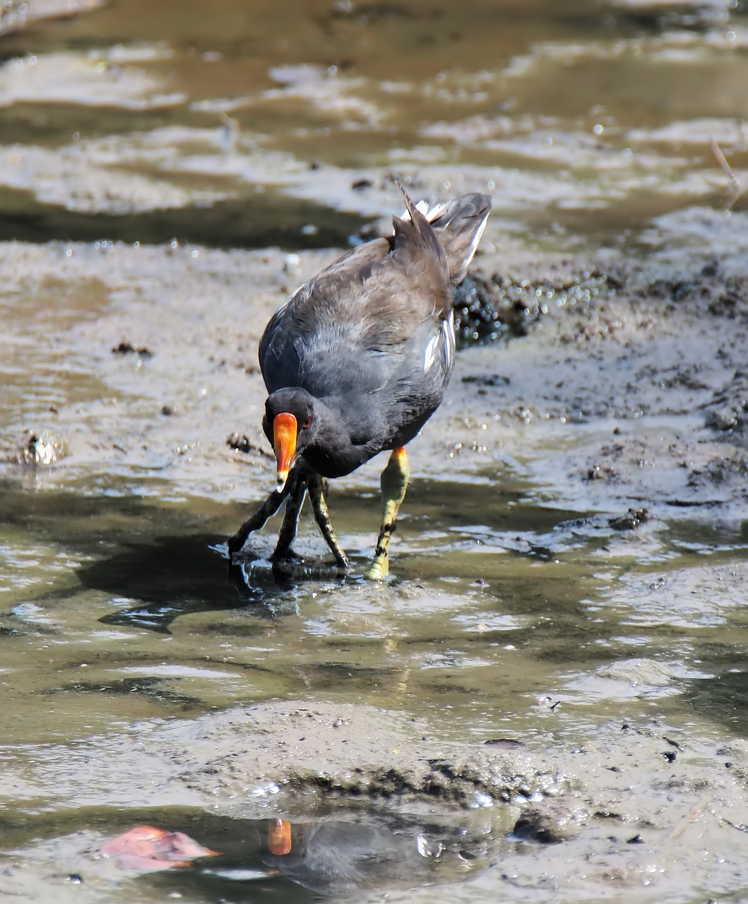 bird water wildlife free photo