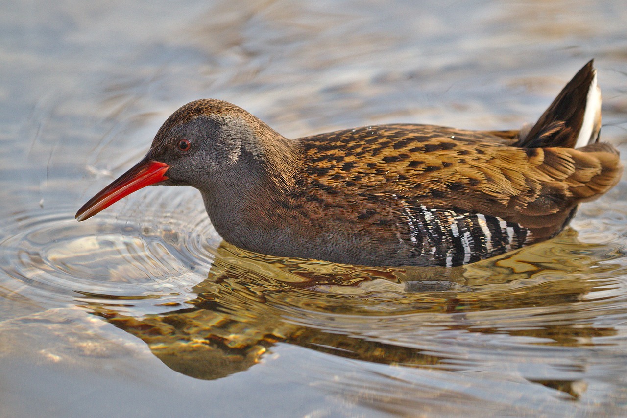 bird animal world nature free photo