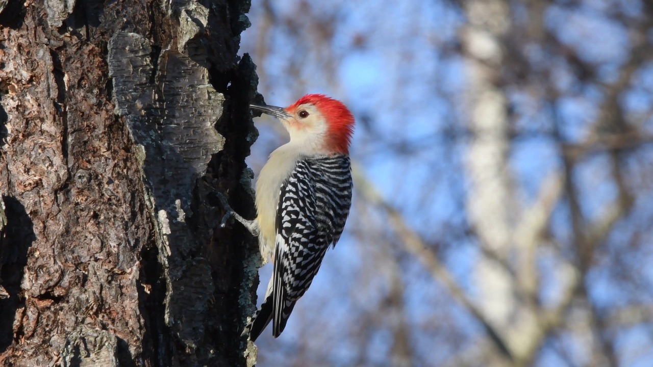 bird nature tree free photo