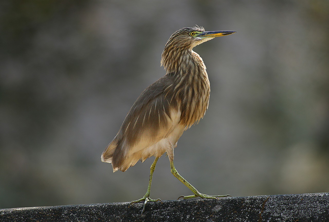 bird wildlife nature free photo