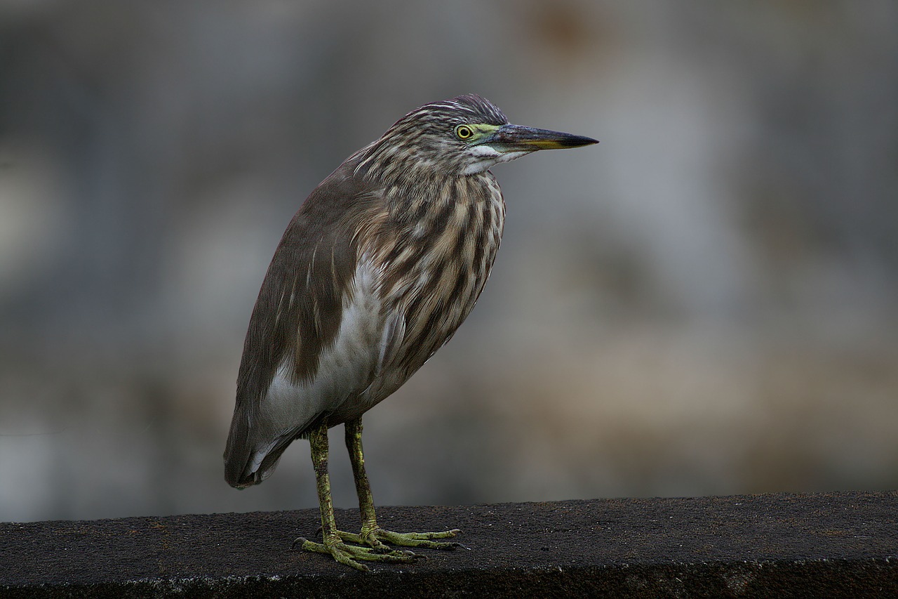 bird wildlife nature free photo