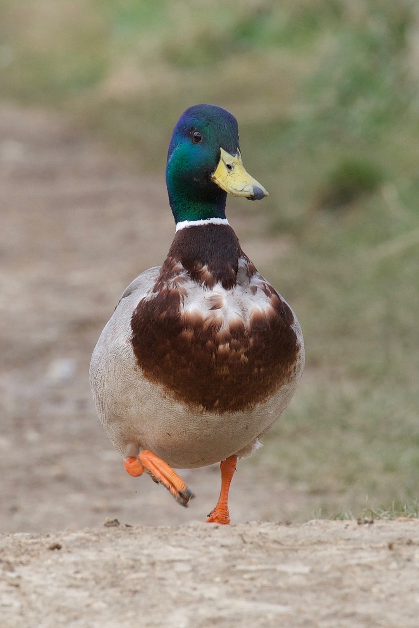 bird duck wildlife free photo