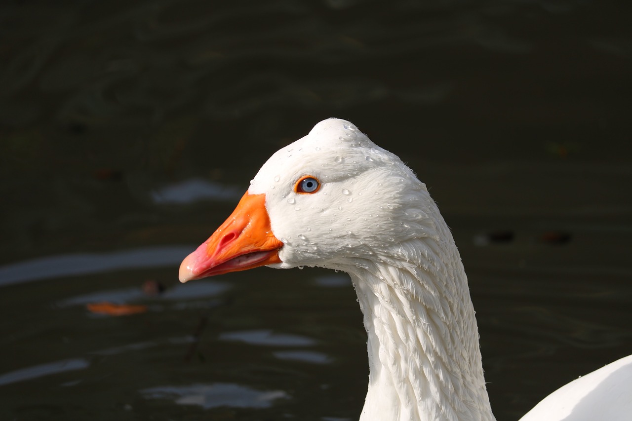 bird animal world feather free photo