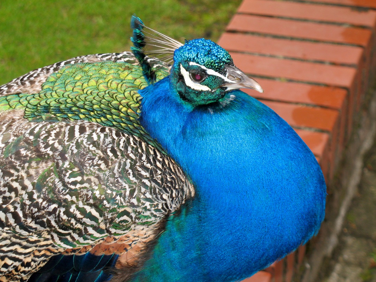 bird feather peacock free photo