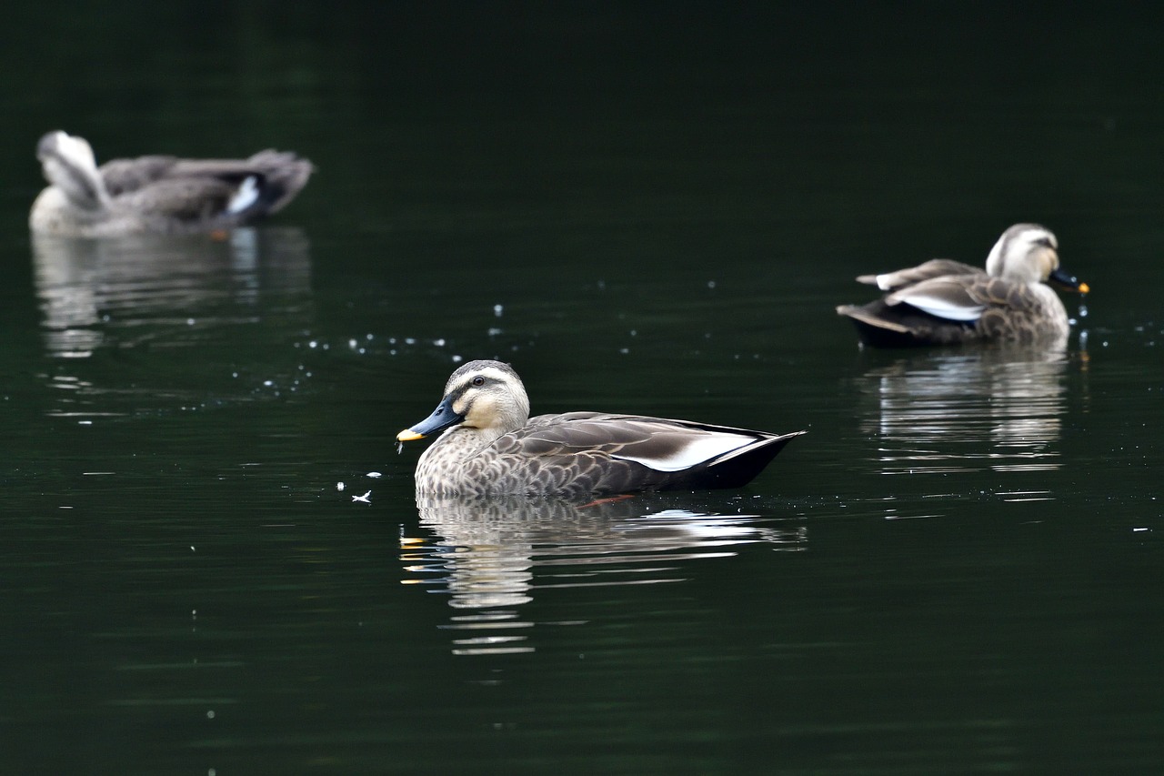 bird duck lake free photo