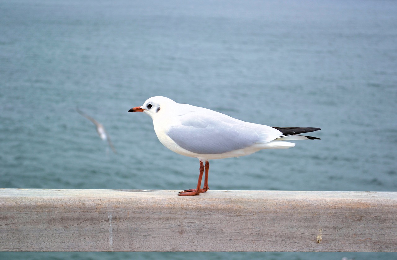 bird sea waters free photo