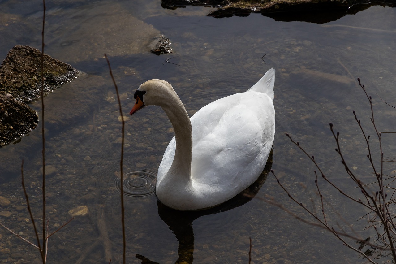 bird nature waters free photo