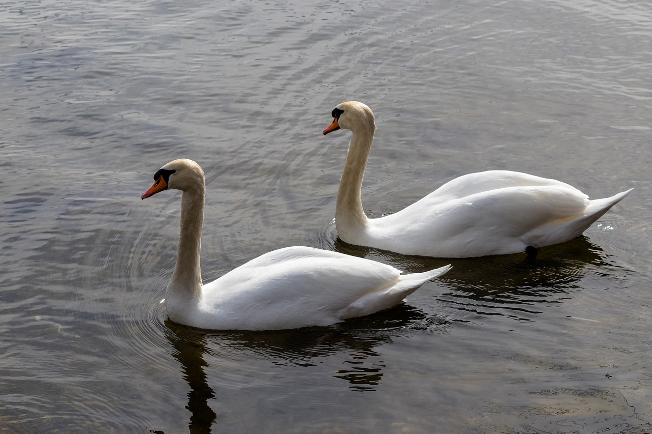 bird swan waters free photo