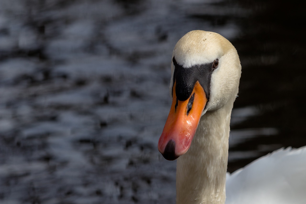 bird nature animal world free photo