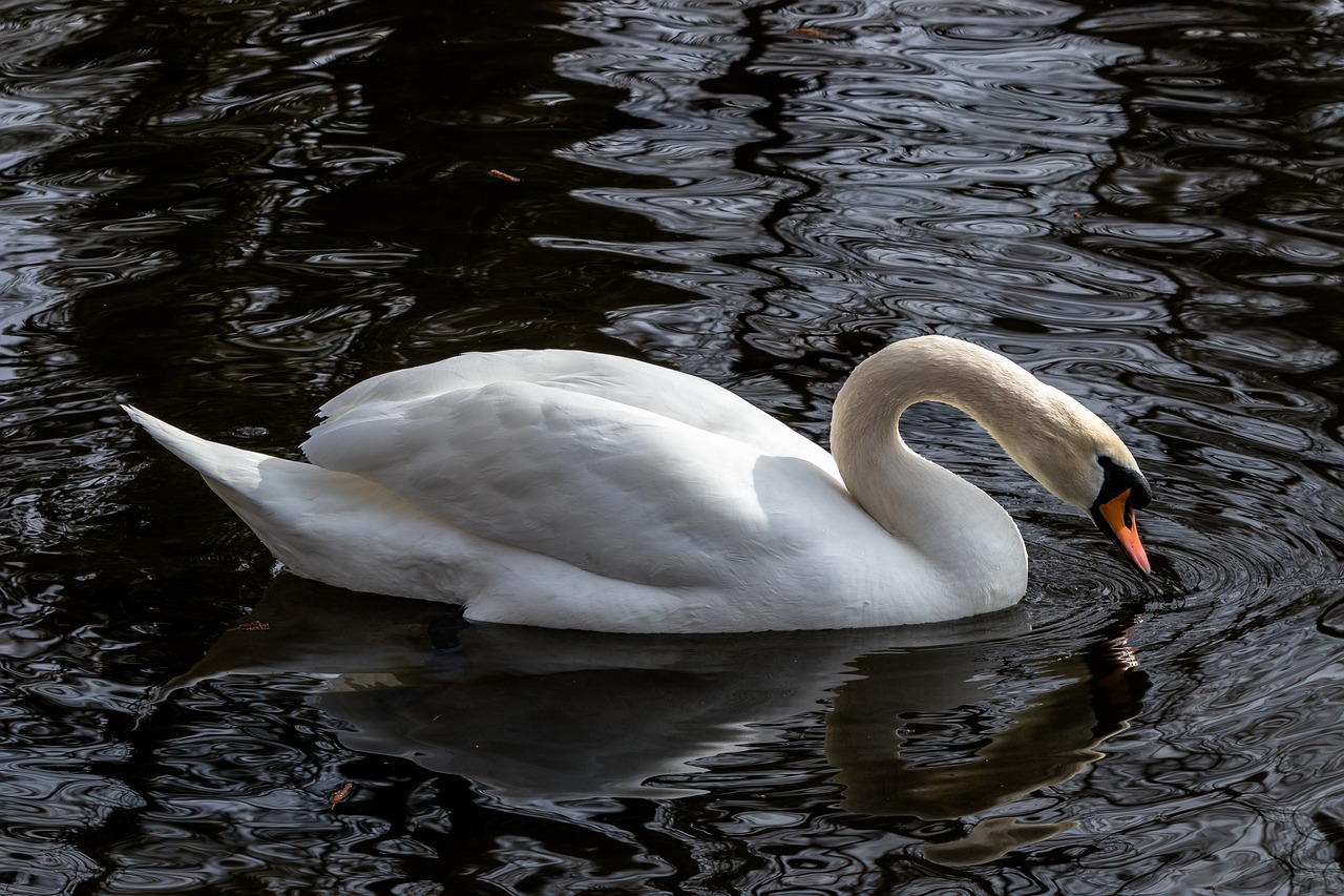 bird waters nature free photo