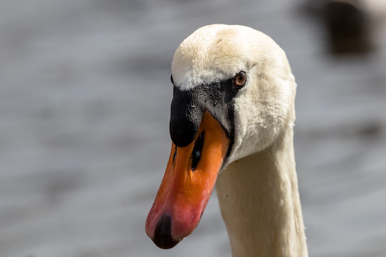 bird nature animal world free photo