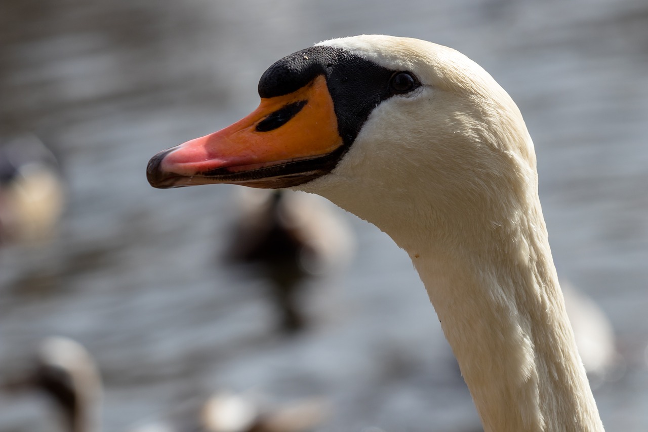 bird nature animal world free photo