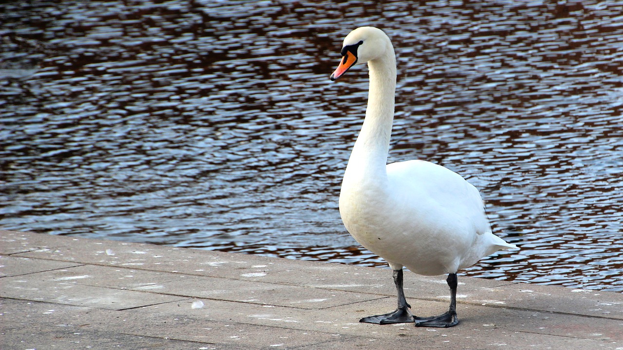 bird waters nature free photo