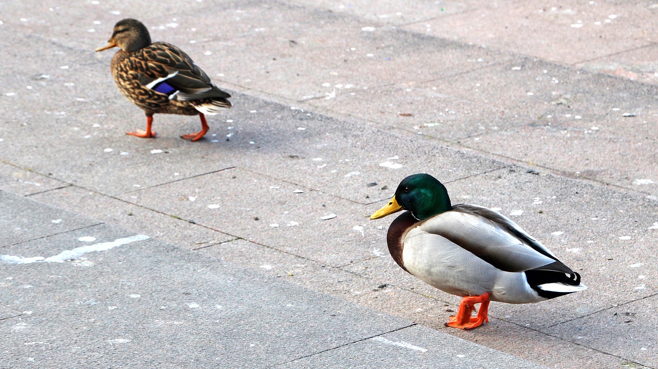 bird nature duck free photo