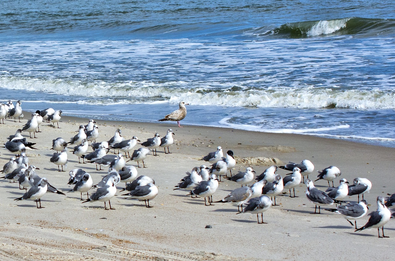 bird sea seagulls free photo