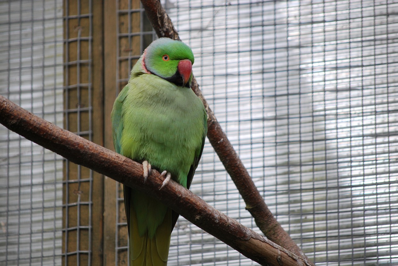 bird feather nature free photo