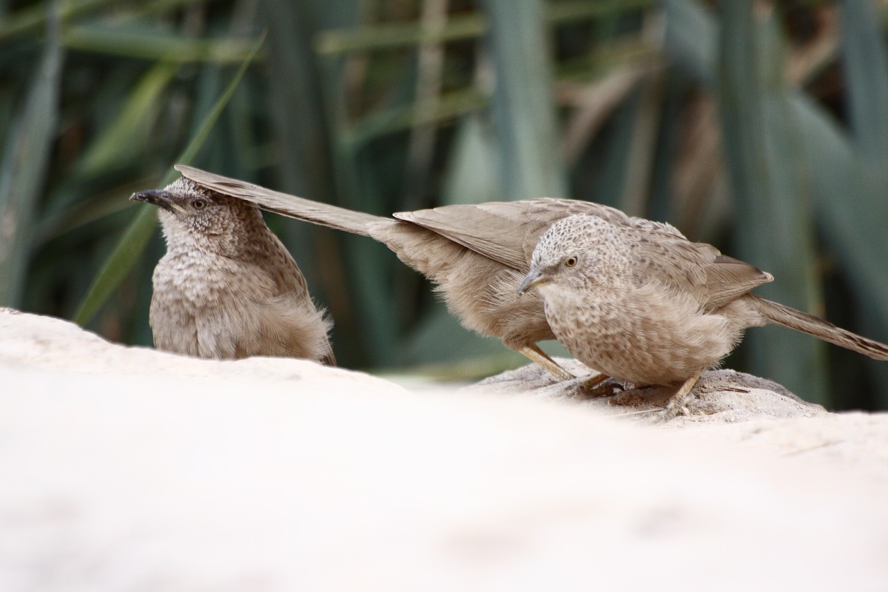 bird nature wildlife free photo