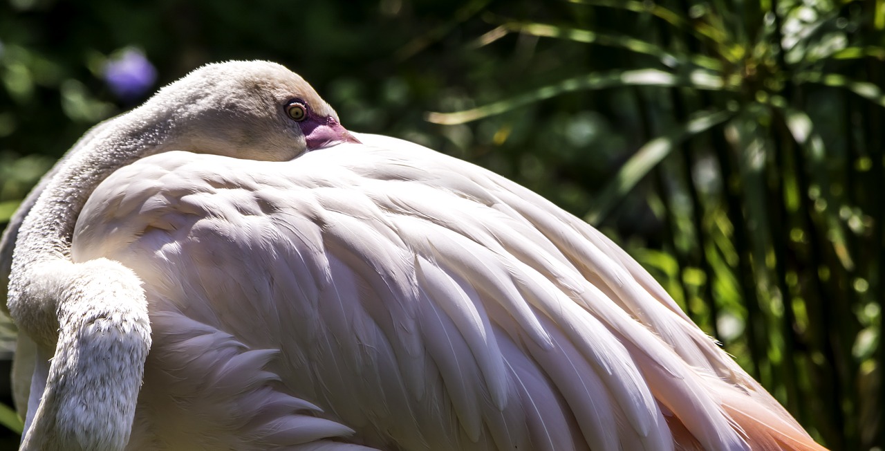 bird nature feather free photo