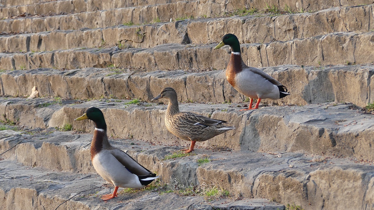 bird nature wild world free photo