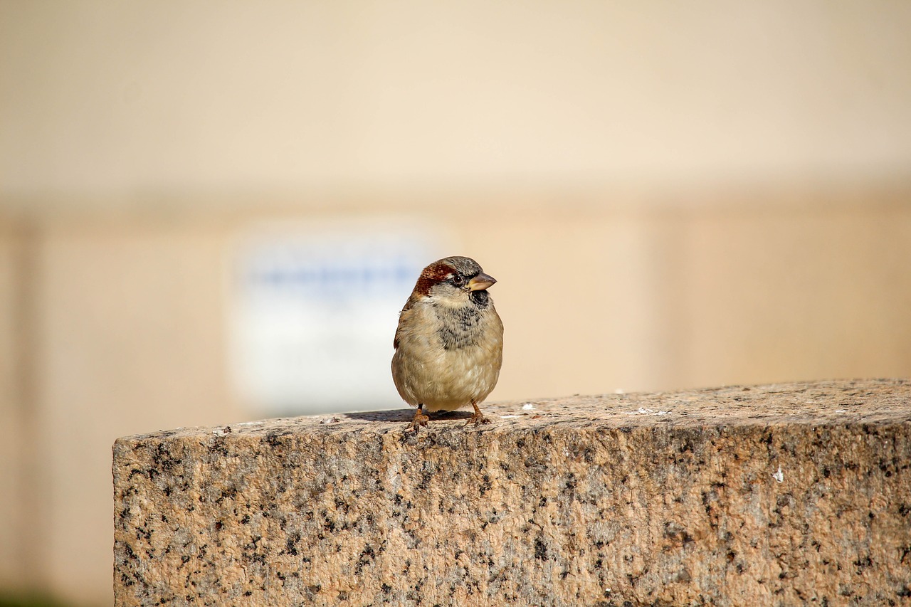 bird nature little free photo