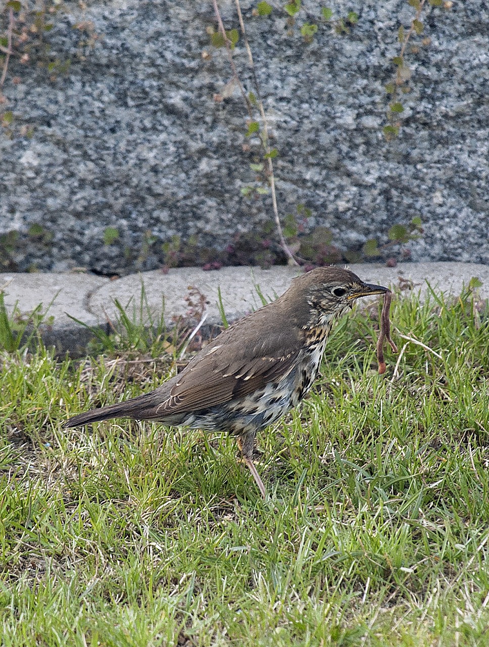 bird grass eat free photo