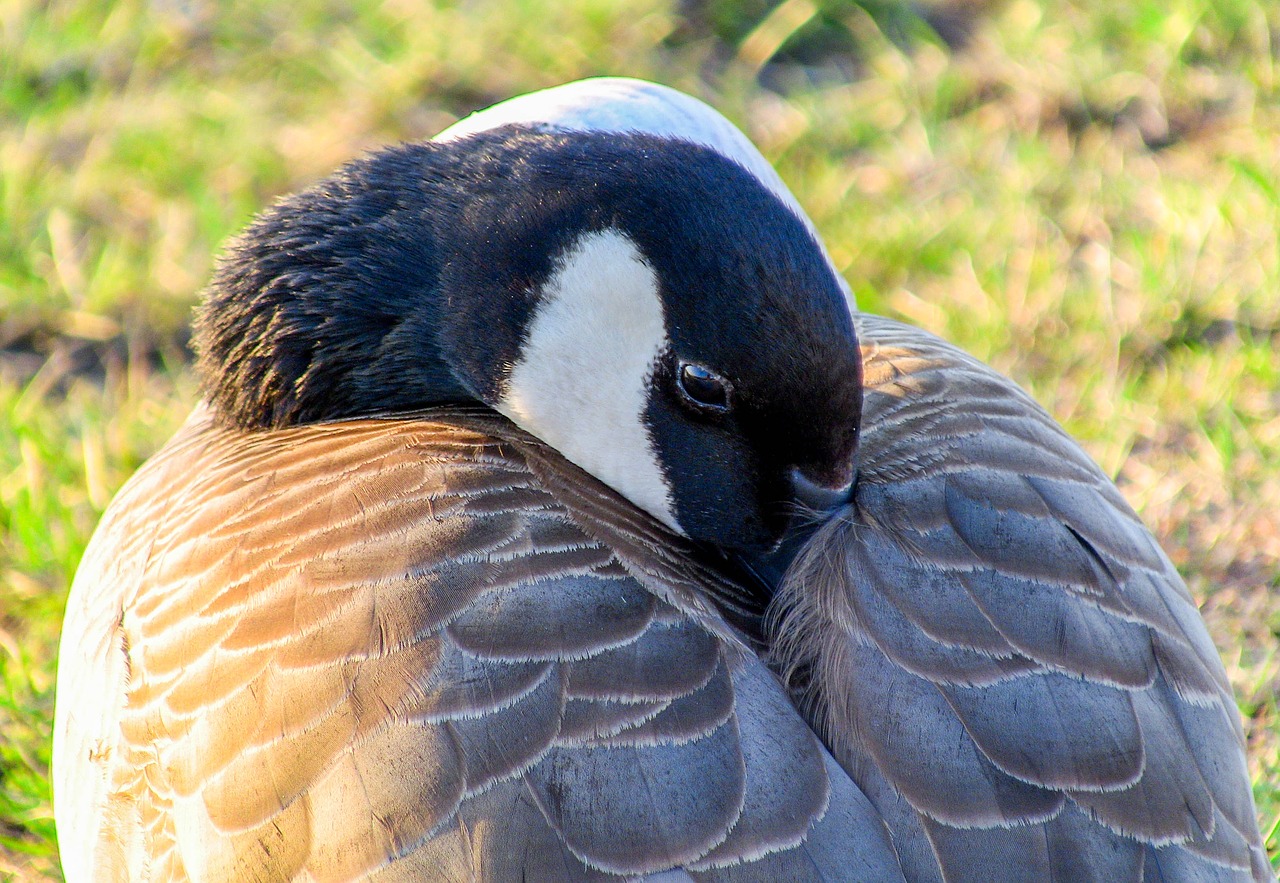 bird nature feather free photo