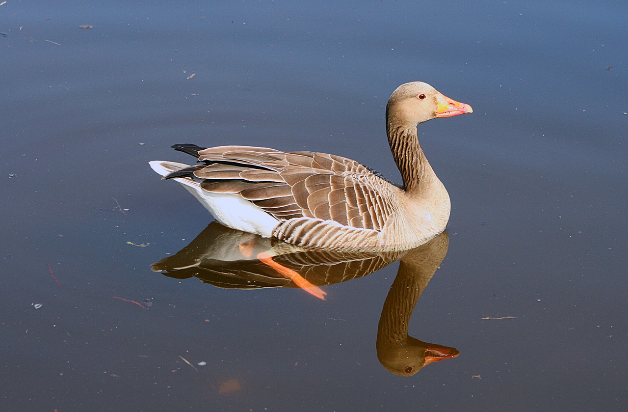 bird animal world goose free photo