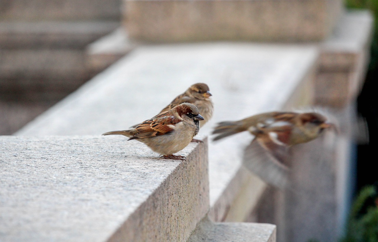 bird nature outdoors free photo