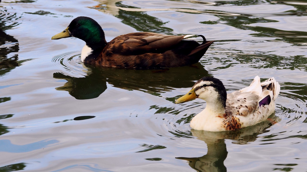 bird duck mare free photo